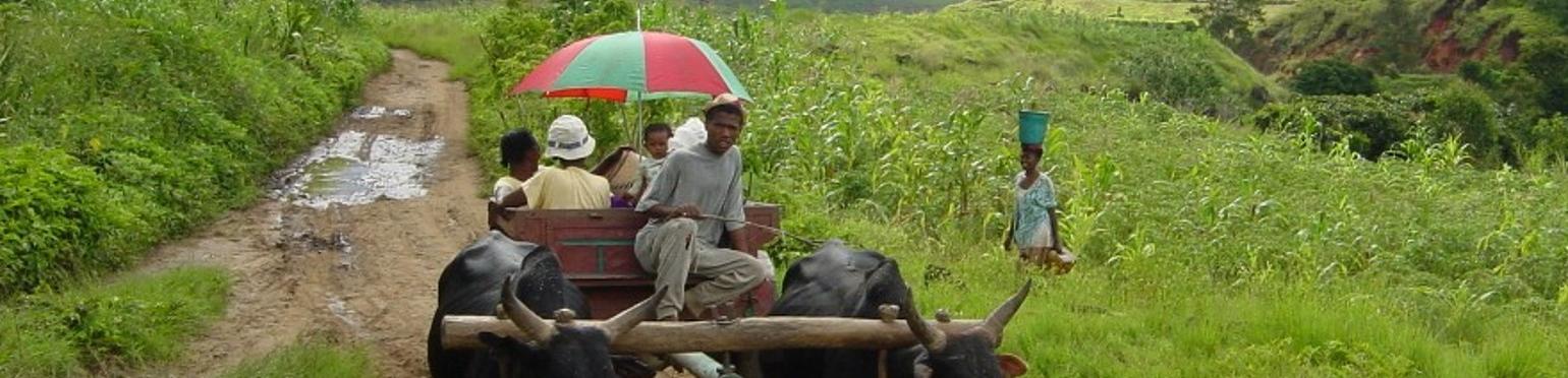 Une charette aux boeufs à la campagne