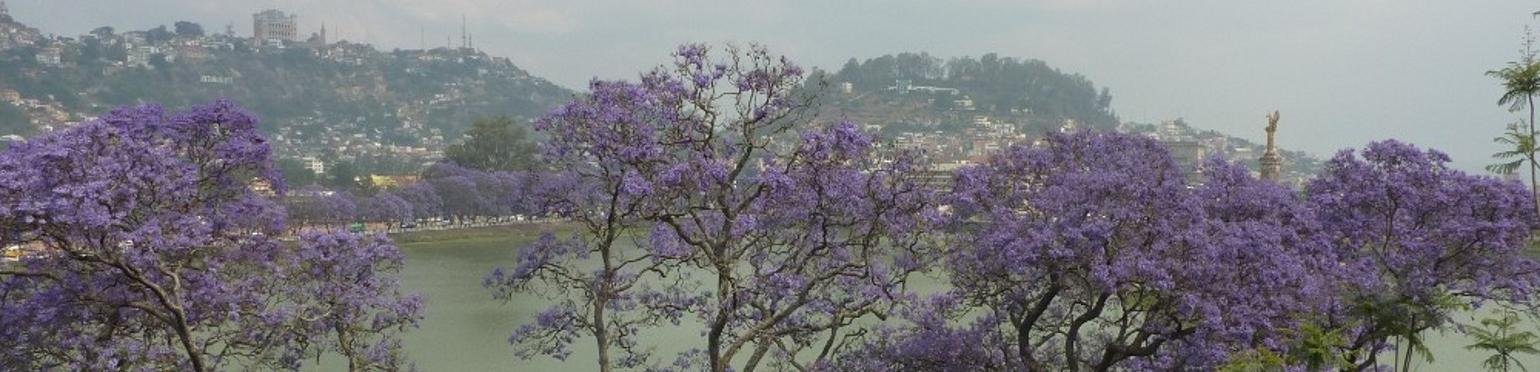 Les jacarandas et le palais de la reine